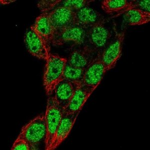 Anti-PROX1 antibody produced in rabbit 