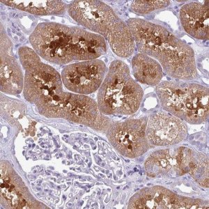 Anti-PRPF38A antibody produced in rabbit HPA053099-100UL