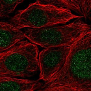 Anti-PRPF38A antibody produced in rabbit HPA053099-100UL