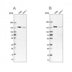 Anti-PRPF40A antibody produced in rabbit 