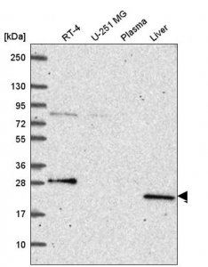 Anti-PRPS2 antibody produced in rabbit 
