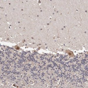 Anti-PRR12 antibody produced in rabbit 