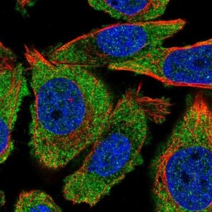 Anti-PRR12 antibody produced in rabbit 
