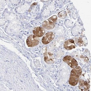 Anti-PRR20A antibody produced in rabbit 