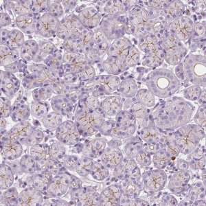 Anti-PRR35 antibody produced in rabbit 