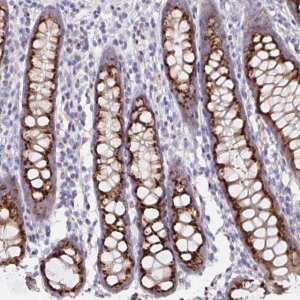 Anti-PRR36 antibody produced in rabbit 