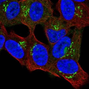 Anti-PRR36 antibody produced in rabbit 
