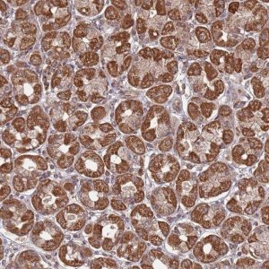 Anti-PRR7 antibody produced in rabbit 