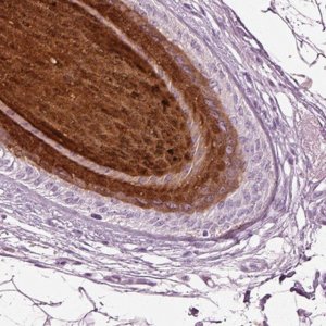 Anti-PRR9 antibody produced in rabbit 
