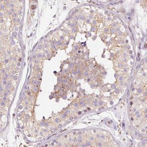 Anti-PRRC2A antibody produced in rabbit 