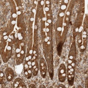 Anti-PRRC2C antibody produced in rabbit 