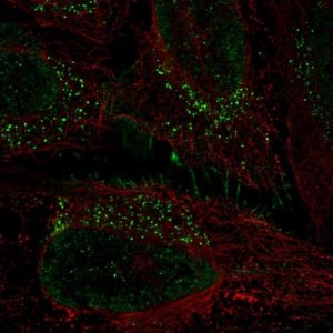Anti-PRRG1 antibody produced in rabbit 