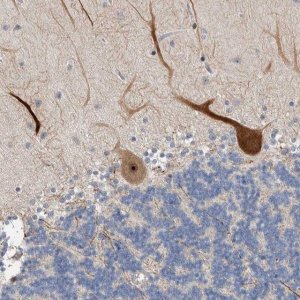 Anti-PRRG4 antibody produced in rabbit 