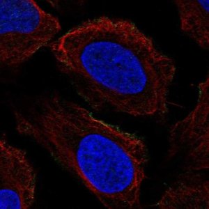 Anti-PRRT2 antibody produced in rabbit 