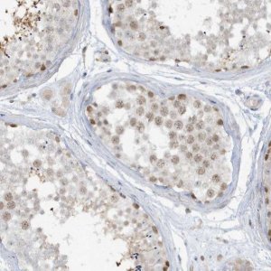 Anti-PRRT3 antibody produced in rabbit 