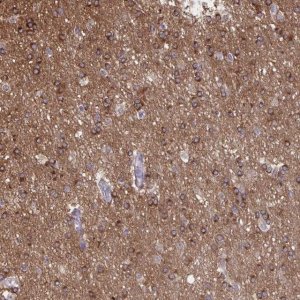 Anti-PRRT4 antibody produced in rabbit 