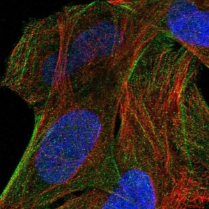 Anti-PRSS12 antibody produced in rabbit 