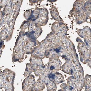 Anti-PRSS23 antibody produced in rabbit 