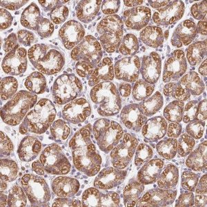 Anti-PRSS48 antibody produced in rabbit 