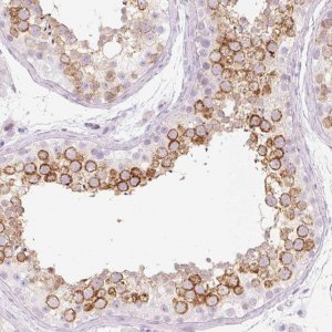 Anti-PRSS50 antibody produced in rabbit 