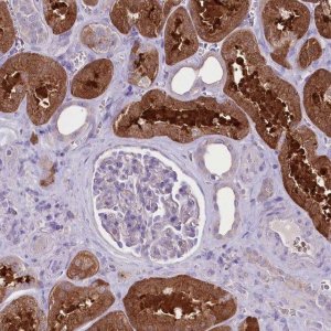 Anti-PRSS53 antibody produced in rabbit 