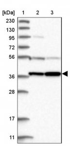 Anti-PRUNE2 antibody produced in rabbit 