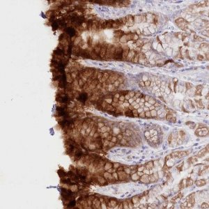 Anti-PSAPL1 antibody produced in rabbit 