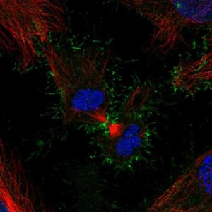 Anti-PSCA antibody produced in rabbit 