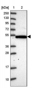 Anti-PSG11 antibody produced in rabbit 
