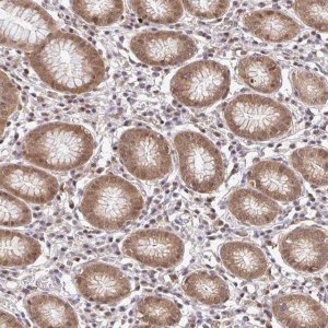 Anti-PSMA4 antibody produced in rabbit 