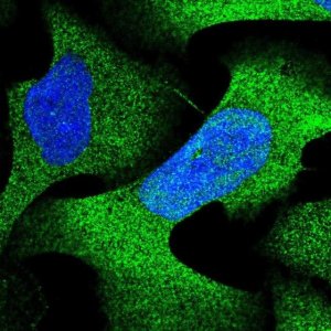 Anti-PSMA4 antibody produced in rabbit 