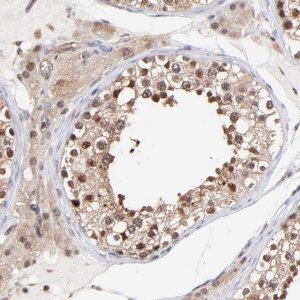 Anti-PSMA6 antibody produced in rabbit 