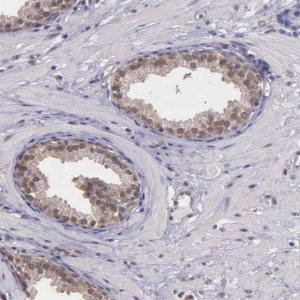 Anti-PSMC1 antibody produced in rabbit 