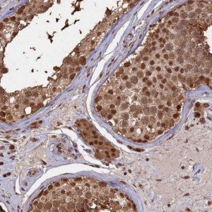 Anti-PSMC6 antibody produced in rabbit 