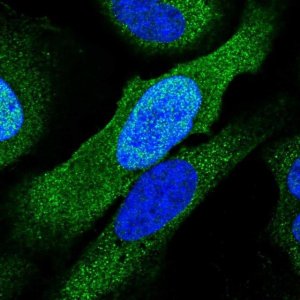 Anti-PSMC6 antibody produced in rabbit 