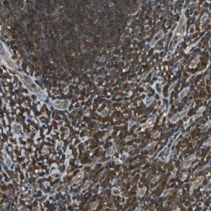 Anti-PSME1 antibody produced in rabbit 