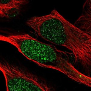 Anti-PSME2 antibody produced in rabbit 
