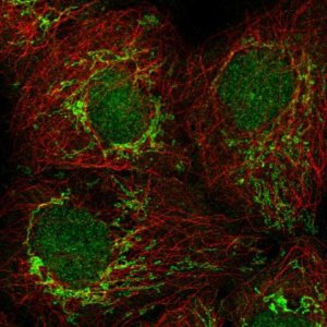 Anti-PSMG4 antibody produced in rabbit 
