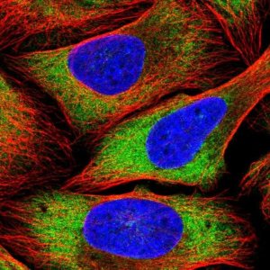 Anti-PSRC1 antibody produced in rabbit 