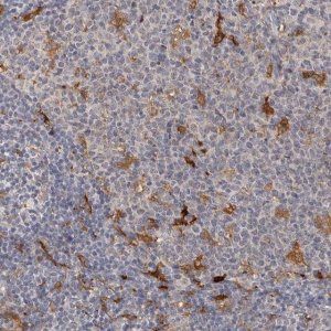 Anti-PTAFR antibody produced in rabbit 