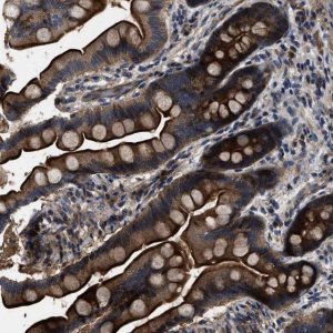 Anti-PTAR1 antibody produced in rabbit 