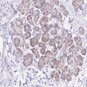 Anti-PTBP2 antibody produced in rabbit 