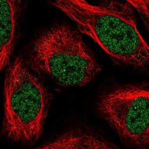 Anti-PTBP2 antibody produced in rabbit 