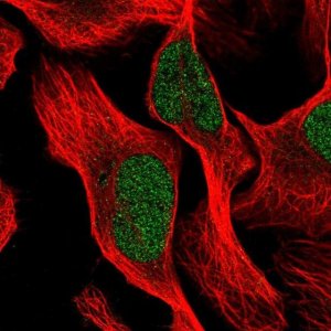 Anti-PTBP3 antibody produced in rabbit 