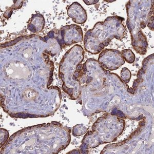 Anti-PTCD2 antibody produced in rabbit HPA043686-100UL