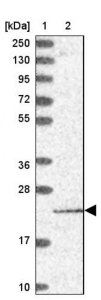Anti-PTCD2 antibody produced in rabbit HPA043686-100UL
