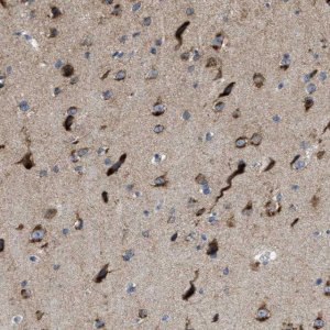Anti-PTDSS1 antibody produced in rabbit 