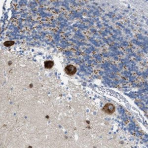 Anti-PTDSS1 antibody produced in rabbit 