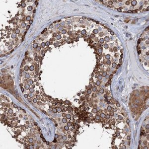 Anti-PTDSS2 antibody produced in rabbit 