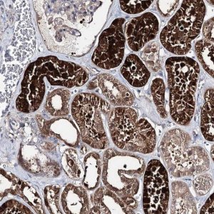 Anti-PTER antibody produced in rabbit 